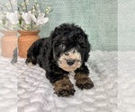 Small #3 Bernedoodle (Miniature)