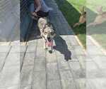 Small #2 Mutt