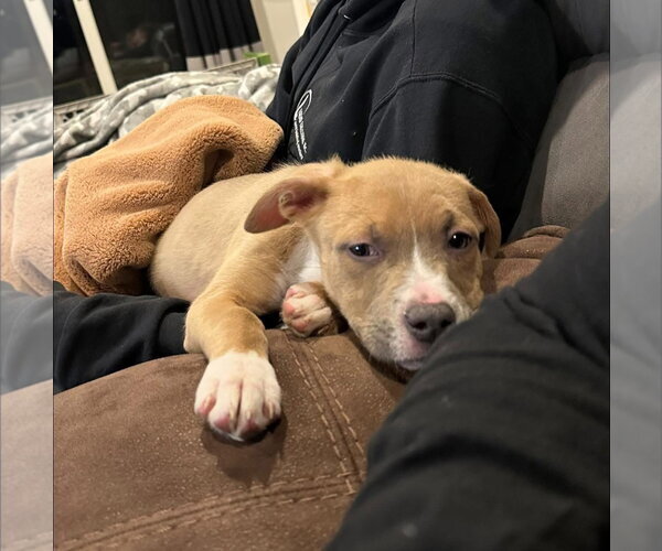 Medium Photo #4 Mutt Puppy For Sale in New London, WI, USA