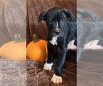Small #9 Great Dane-Labrador Retriever Mix