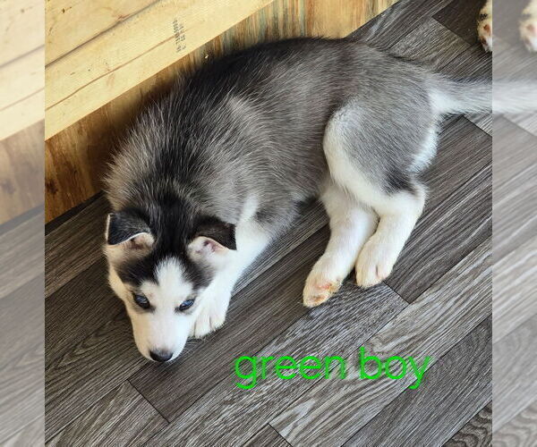 Medium Photo #35 Siberian Husky Puppy For Sale in KING GEORGE, VA, USA