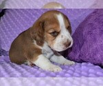 Small Photo #13 Beagle Puppy For Sale in REASNOR, IA, USA