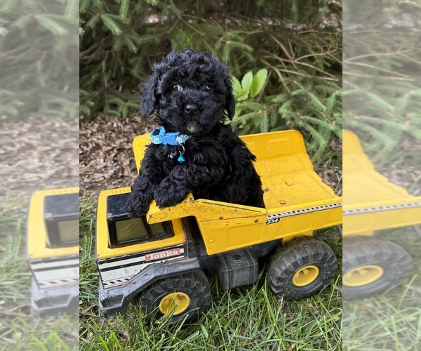 Medium Photo #4 Havapoo Puppy For Sale in MIDDLEBURY, IN, USA
