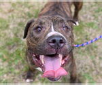 Small #2 American Pit Bull Terrier