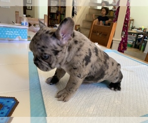 French Bulldog Puppy for Sale in GILROY, California USA