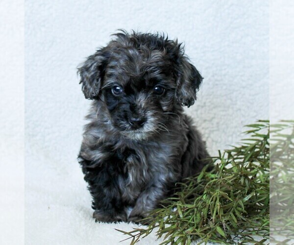 Medium Photo #1 Goldendoodle-Poodle (Miniature) Mix Puppy For Sale in LITITZ, PA, USA