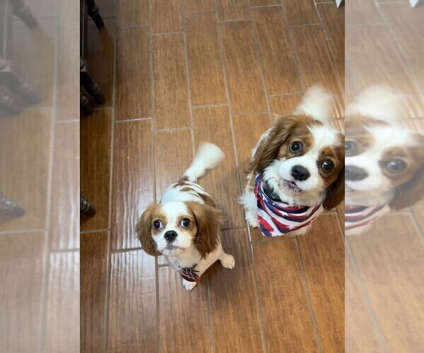 Medium Photo #1 Cavalier King Charles Spaniel Puppy For Sale in ARANSAS PASS, TX, USA
