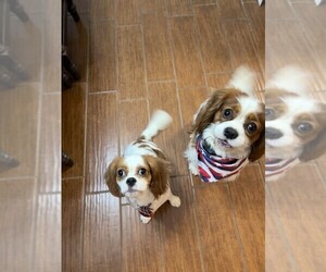 Mother of the Cavalier King Charles Spaniel puppies born on 07/01/2025