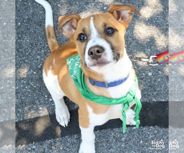 Medium Photo #4 Mutt Puppy For Sale in Washington, DC, USA