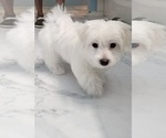 Small #1 Maltese