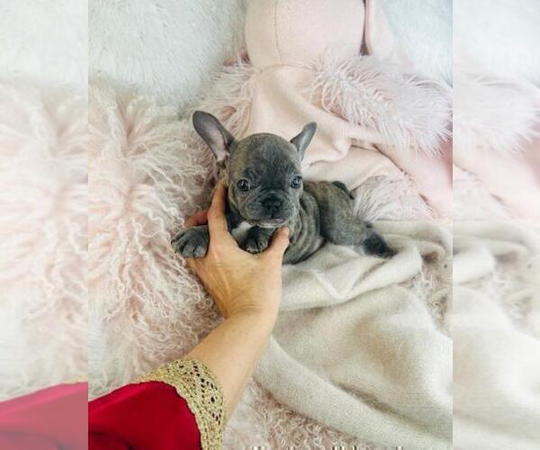 Medium Photo #6 French Bulldog Puppy For Sale in ORLANDO, FL, USA