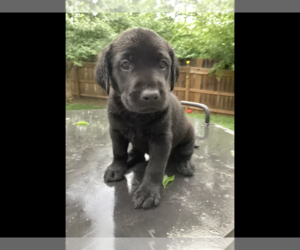 Labrador Retriever Puppy for sale in BELLEVUE, NE, USA