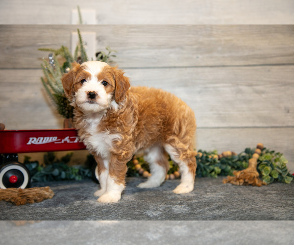Medium Photo #2 Goldendoodle (Miniature) Puppy For Sale in MIDDLEBURY, IN, USA