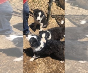 Border Collie Puppy for sale in FRAZIER PARK, CA, USA