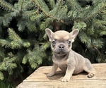 Small #1 French Bulldog