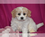 Small #1 Cavachon