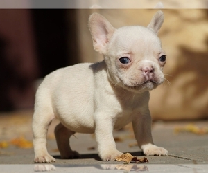 French Bulldog Puppy for sale in BOSTON, MA, USA