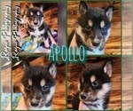 Small Photo #5 Siberian Husky Puppy For Sale in FORT PLAIN, NY, USA