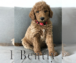 Small Photo #12 Goldendoodle Puppy For Sale in UTOPIA, TX, USA