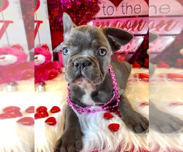 Medium Photo #7 French Bulldog Puppy For Sale in HEATHROW, FL, USA