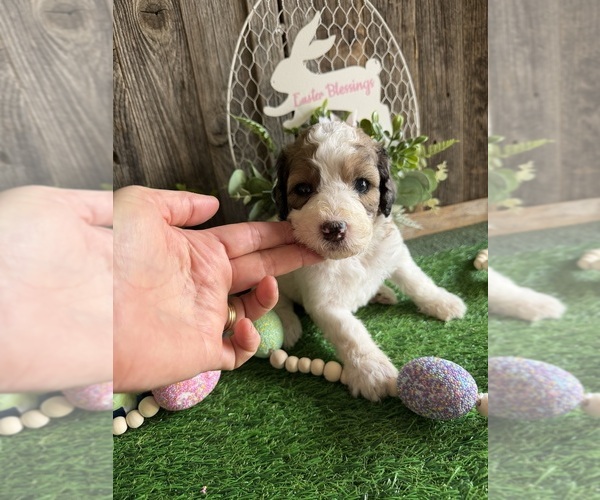 Medium Photo #12 Saint Berdoodle Puppy For Sale in PAW PAW, MI, USA
