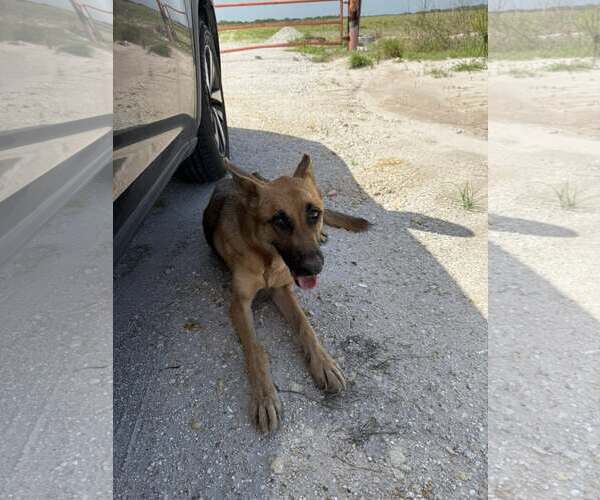 Medium Photo #3 German Shepherd Dog Puppy For Sale in Plantation, FL, USA