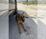 Small #2 German Shepherd Dog
