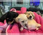 Small Photo #3 Cockerhuahua Puppy For Sale in Aurora, IN, USA