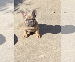 French Bulldog Dog for Adoption in LONG BEACH, California USA