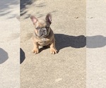 Small French Bulldog