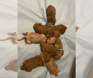 Goldendoodle Puppy for Sale in BREA, California USA