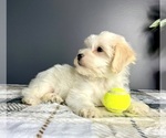 Small #1 Maltipoo
