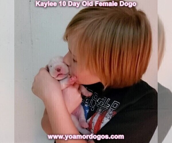 Medium Photo #19 Dogo Argentino Puppy For Sale in JANE, MO, USA