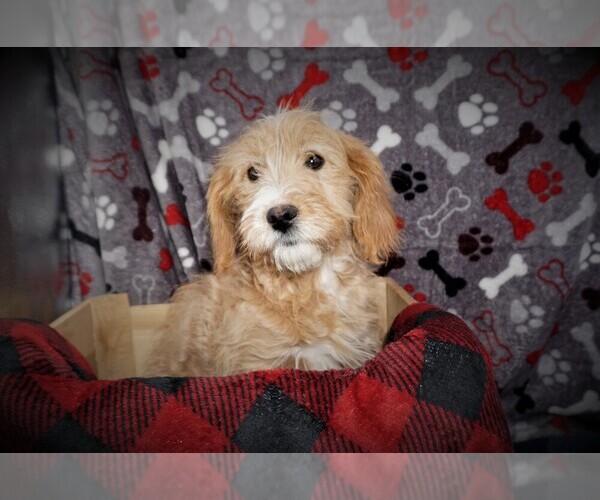 Medium Photo #2 Cavapoo Puppy For Sale in LUBLIN, WI, USA