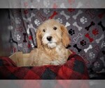 Small Photo #2 Cavapoo Puppy For Sale in LUBLIN, WI, USA