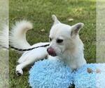 Small #1 Shiba Inu Mix