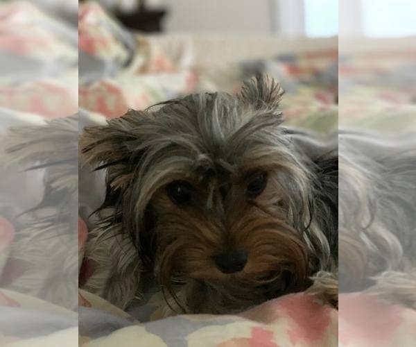 Medium Photo #1 Yorkshire Terrier Puppy For Sale in LAKE CITY, FL, USA