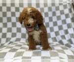 Small #3 Goldendoodle (Miniature)