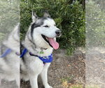 Small #8 Siberian Husky
