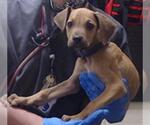 Small Rhodesian Ridgeback Mix