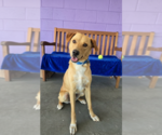 Small Labrador Retriever Mix