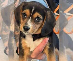 Beagle Puppy for sale in CLAYTON, NC, USA