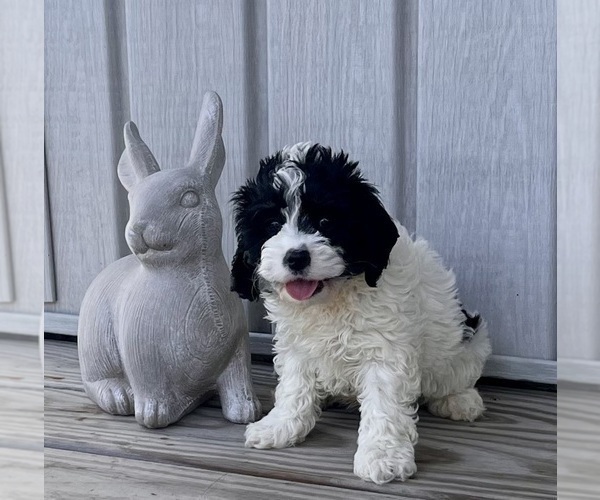 Medium Photo #3 Cavapoo (Miniature) Puppy For Sale in DUNDEE, OH, USA