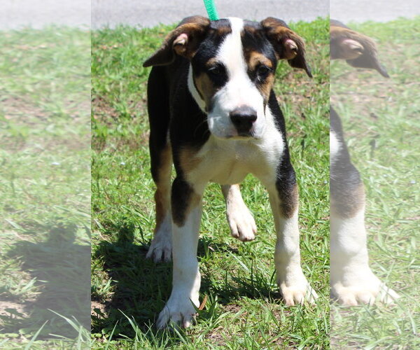 Medium Photo #3 Mutt Puppy For Sale in Prattville, AL, USA