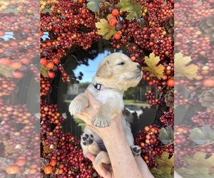 Medium Golden Retriever