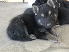 Small Photo #2 German Shepherd Dog Puppy For Sale in FONTANA, CA, USA