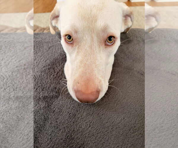 Medium Photo #4 Great Dane Puppy For Sale in Minneapolis, MN, USA