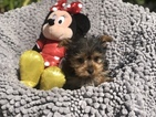 Small Yorkshire Terrier