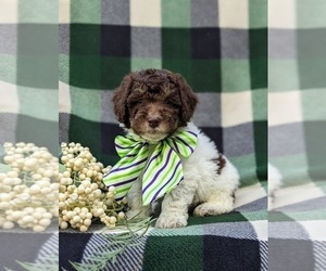 Poodle (Miniature) Puppy for sale in NOTTINGHAM, PA, USA