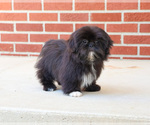 Small #3 Shih Tzu